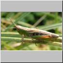 Chorthippus parallelus - Gemeiner Grashuepfer 11.jpg